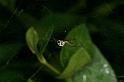 Frontinellina_frutetorum_D5192_Z_89_Les Gris_Frankrijk